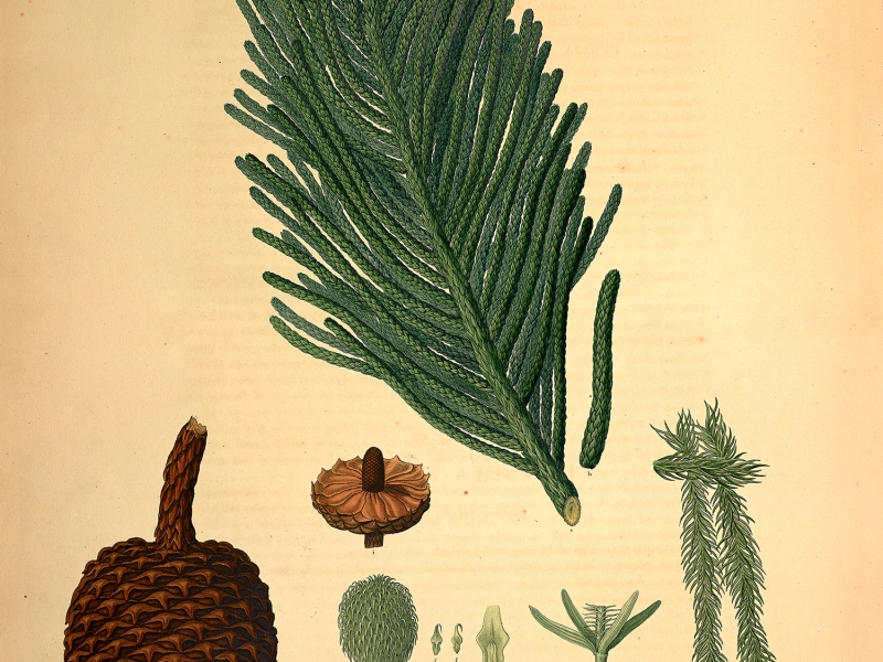 New Caledonia – Araucaria columnaris (J.R. Forst.) Hook.