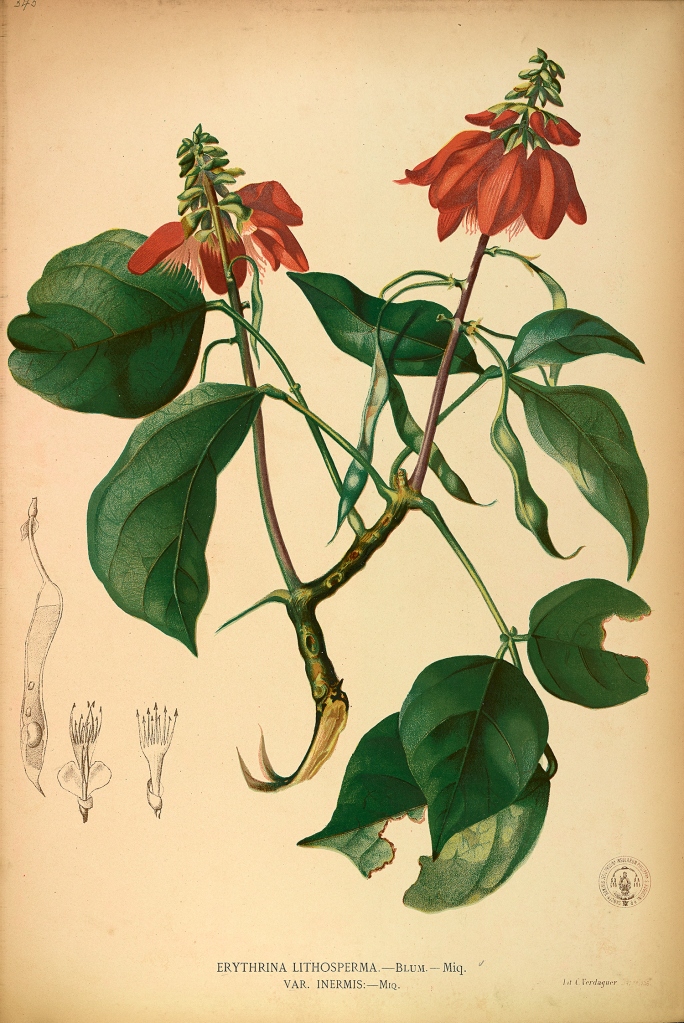 Tanzania – Erythrina variegata L.