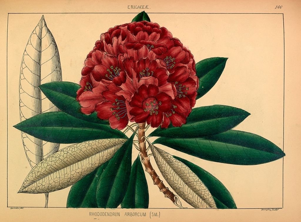 China – Rhododendron arboreum Sm.