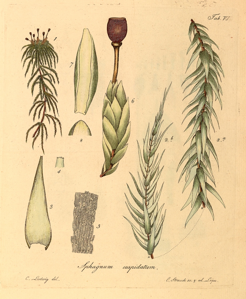 Ireland – Sphagnum cuspidatum Ehrh. ex Hoffm.
